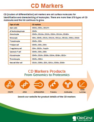 CD Markers